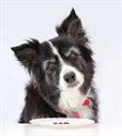 Picture for category Dog Food - Senior Light & Weight Control 