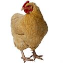 Picture for category Poultry Feed Accessories & Healthcare
