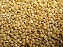 Picture of Willsbridge Best Budgie Seed Mix 20kg