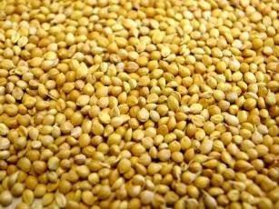 Cheshire Pet Supplies. Willsbridge Panicum Millet Seed 20kg