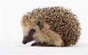 Picture for category Hedgehog Foods, Treats & Homes 