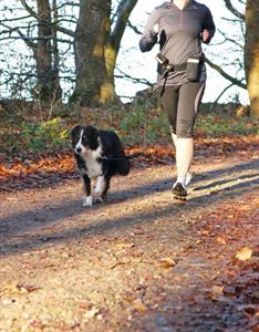 Picture of Jogging Waist Belt and Lead 