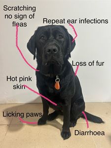 Picture of Allergy Plan